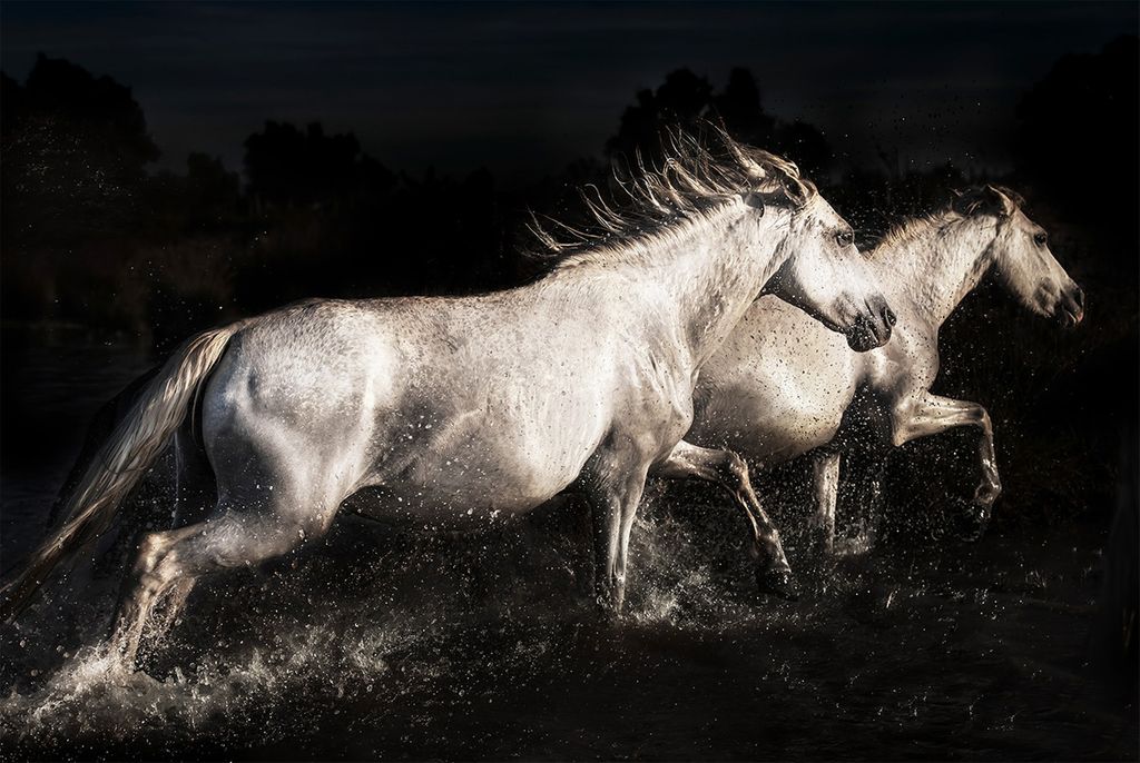 Üveg Falikép 80x120 cm, fekete-fehér lók - LES CHEVAUX - Butopêa akciós termékkép 1